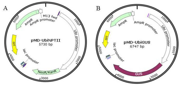 The plasmid maps for transformation.