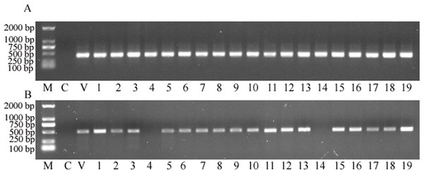 The PCR screening for nptII and gus genes.