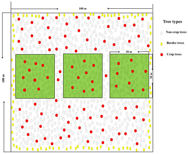 Samplings plots with a crop tree density of 150 N/ha.