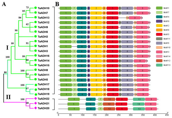 Phylogenetic relationship and motif analysis of ADH proteins in wheat.
