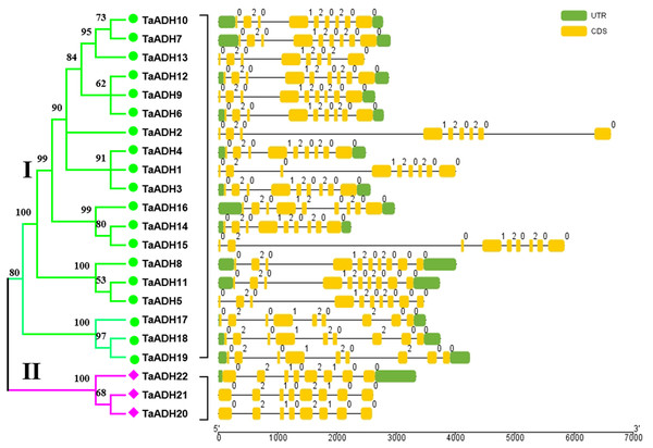 Intron-exon structure analysis of the ADH gene in wheat.