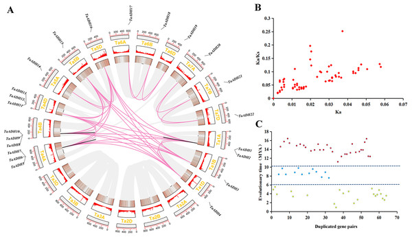 Location distribution of TaADH genes on chromosomes and analysis of duplicated genes.