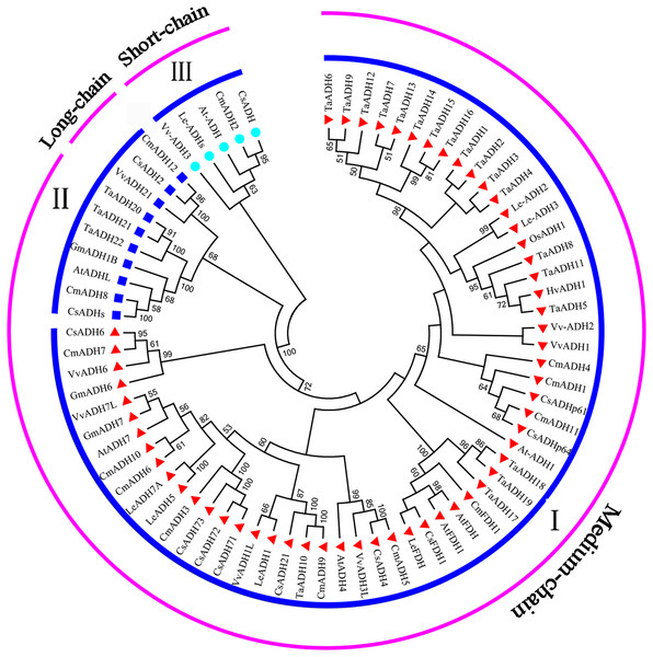 The evolutionary relationship between TaADHs and other nine species.