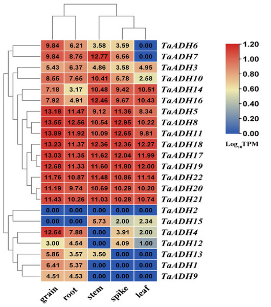 Distribution and statistical analysis of cis-acting elements in TaADHs promoter.