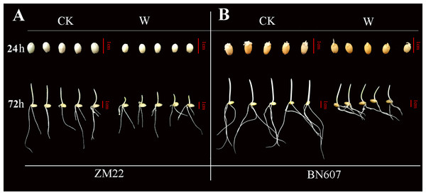 Phenotypic analysis of two kinds of wheat seeds germinated for 24 h and 72 h after waterlogging.