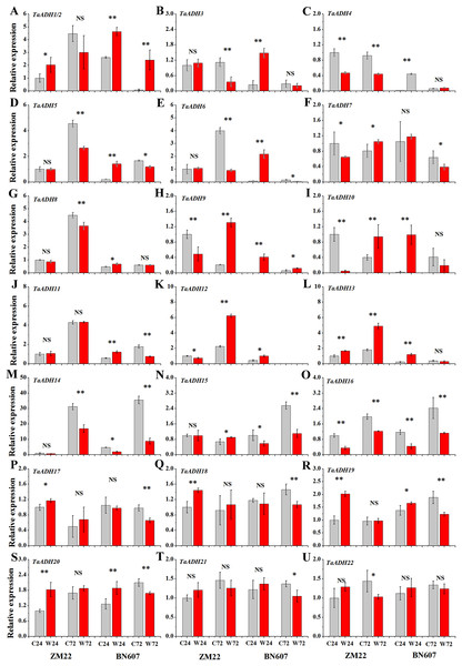 The relative expression profile of TaADH genes (A-U) in seeds of two wheat varieties under waterlogging stress.