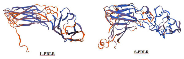 Prediction of tertiary structure of L-PRLR and S-PRLR protein in sheep.