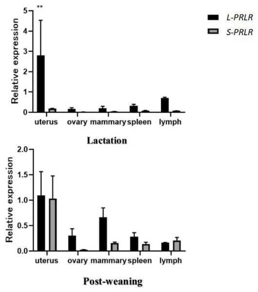 MRNA expression of L-PRLR and S-PRLR in different tissues during lactation and post-weaning in sheep.