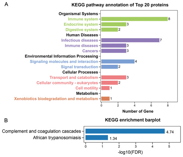 KEGG analysis of the 20 most common proteins in stone matrix.