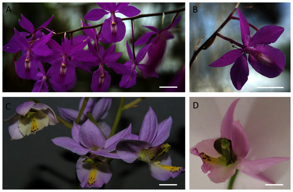 Inflorescence and flowers of B. scandens (A, B) and B. whartoniana (C, D).