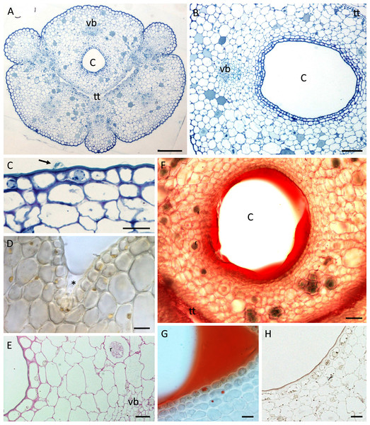 Nectary chamber and cuniculus of B. whartoniana (A, C, E–H) and B. scandens (B, D), transverse sections, LM.