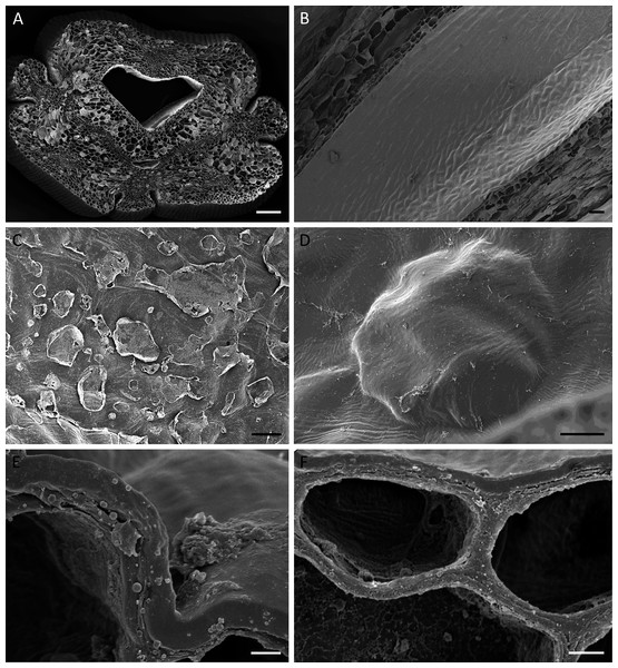 Cuniculus and nectary chamber of B. scandens (A, C, E, F) and B. whartoniana (B, D), SEM.