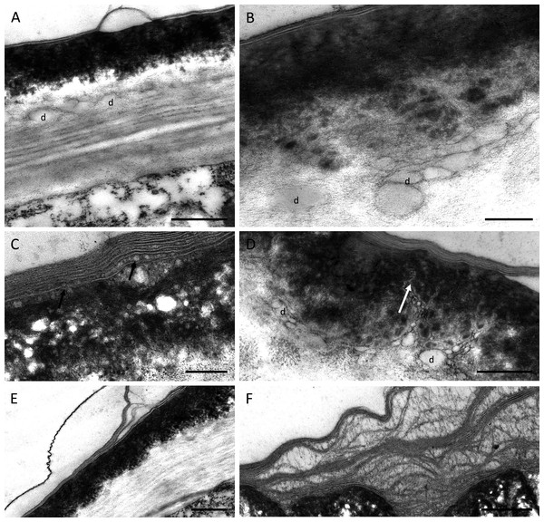Outer cell wall in B. whartoniana (A, D, E) and B. scandens (B, C, F), TEM.