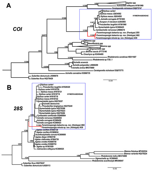 Phylogenetic tree topology for specimens of Foraminospongia balearica sp. nov., Foraminospongia minuta sp. nov. described in the present study and other related Agelasids.