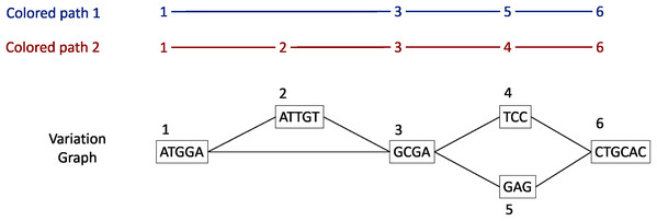 Illustration of a variation graph structure and colored-paths.