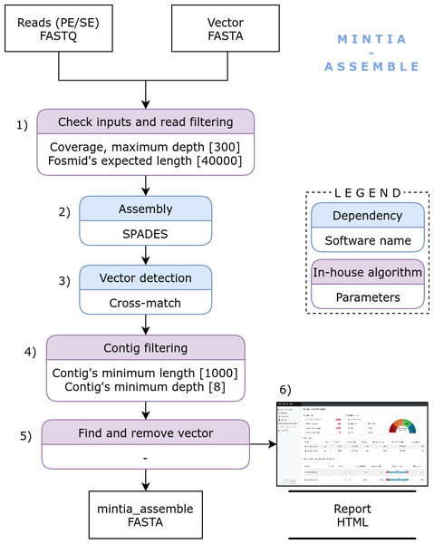 MINTIA Assemble: The assembly module includes the following steps: (1) Input checking and read filtering, (2) Single and/or paired Fastq file(s) assembly using SPAdes, (3) Vector detection using Cross-match, (4) Contig filtering using an in-house script, (5) Vector removal, (6) Detailed and dynamic HTML report building.
