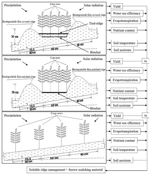 Schematic diagram for alfalfa production in rainwater harvesting system with biochar amendment on sloping land.