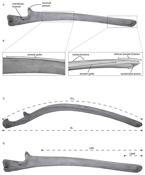 (A) Left mandible of Balaenoptera acutorostrata (USNM VZ 571487) in medial view with selected regions enhanced in panel (B).