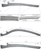 Morphological variation of the relictual alveolar structures in the ...