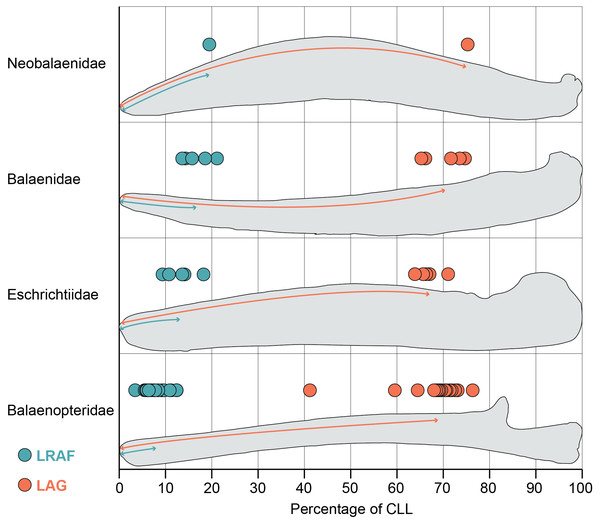 Length of the alveolar groove (orange) and the length of the relictual alveolar foramen (blue) as proportions of the total curvilinear length of the mandible.