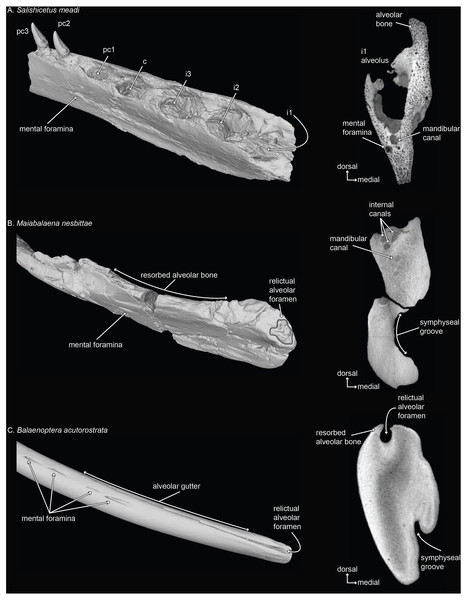 Mandibles of a toothed stem mysticete (A) UWBM 50004: Salishicetus meadi; an edentulous stem mysticete (B) USNM PAL 314627: Maiabalaena nesbittae; and an extant mysticete (C) USNM VZ 571847: Balaenoptera acutorostrata.