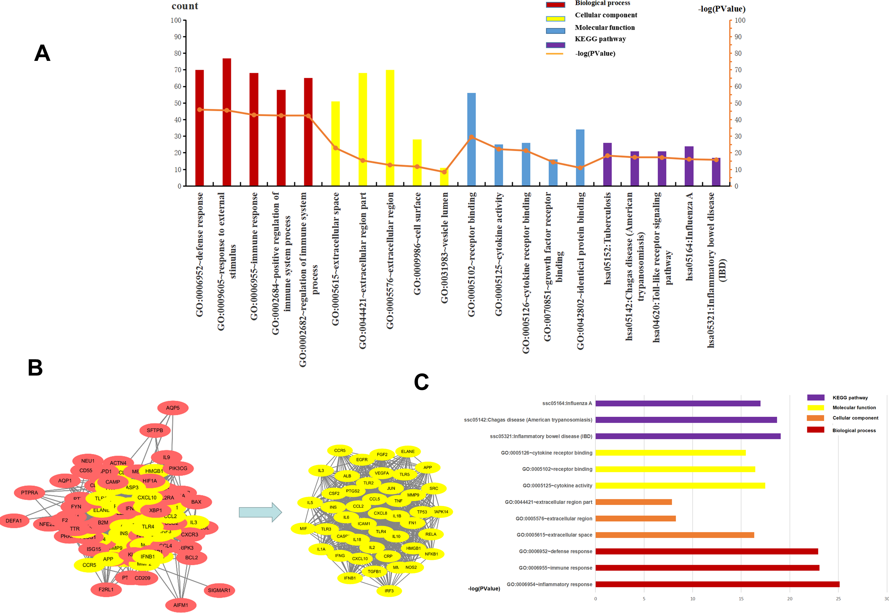 Influenza A virus infects pulmonary microvascular endothelial cells leading  to microvascular leakage and release of pro-inflammatory cytokines [PeerJ]