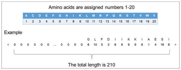 The representation of encoding peptide sequences.