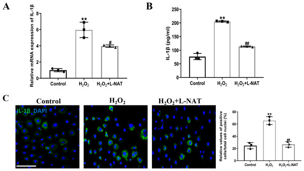 L-NAT ameliorated the expression and secretion of IL-1β.