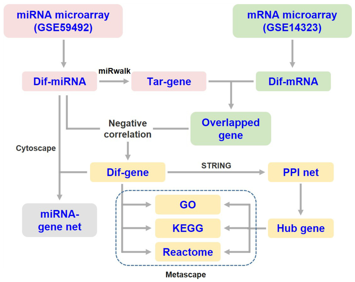 Identification of miRNA-target gene regulatory networks in liver ...