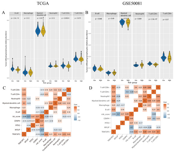 The tumor-infiltrating lymphocytes evaluation and the correlation analysis with genes expression and risk-score.
