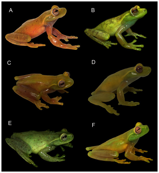 Comparison of live coloration of some species of the Hyloscirtus bogotensis Group.