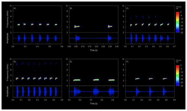 Oscillograms and spectrograms of the song of Hyloscirtus conscientia sp. nov. compared with the calls of several species of the Hyloscirtus bogotensis group.