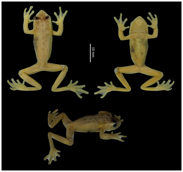 Dorsal, ventral and profile views of Hyloscirtus conscientia sp. nov., male adult (DHMECN 13973).