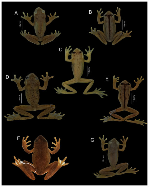 Comparisons in preservative of some species of the Hyloscirtus bogotensis group.