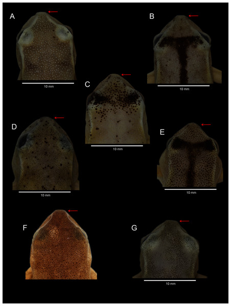 Comparison of tip snout in dorsal view of some preserved specimens of species in the Hyloscirtus bogotensis group.