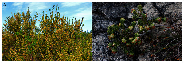 Growth on different coastal calcareous substrata of the dune-endemic Erica glumiflora (Ericaceae) from the southeastern Cape Floristic Region.