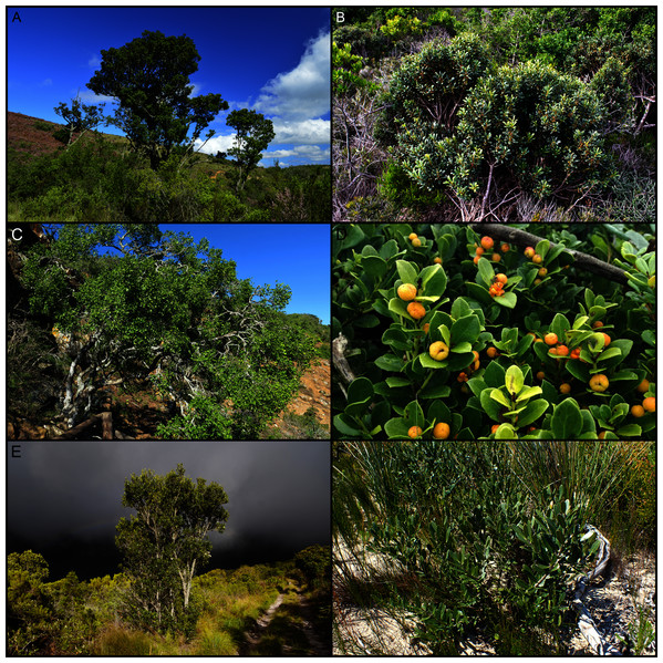 Widespread trees of typically arborescent tropical genera and their calcicolous shrub descendants in the coastal flora of the Cape Floristic Region.