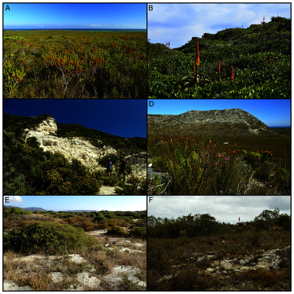 Dominant vegetation formations on coastal calcareous substrata of the Cape Floristic Region.
