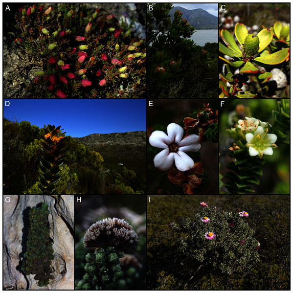Examples of calcarenite-endemic species from the coastal flora of the Cape Floristic Region.