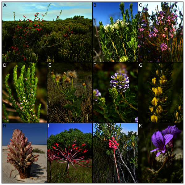 Examples of dune-endemic species from the coastal flora of the Cape Floristic Region.