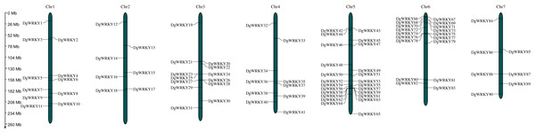 The location of the WRKY gene family on different orchardgrass chromosomes.