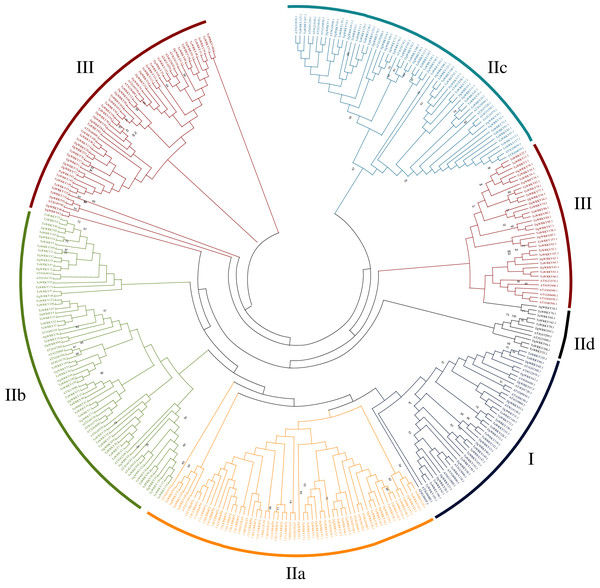 Phylogenetic tree obtained for the WRKY TF family members in, orchardgrass, wheat and Arabidopsis.