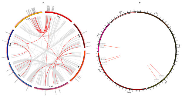 Genomic locations of tandem and segmentally duplicated gene pairs in the orchardgrass genome.