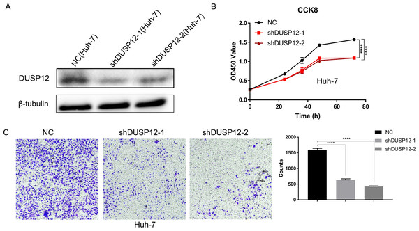 Knockdown of DUSP12 expression reduces the proliferation and migration of Huh7 cells.