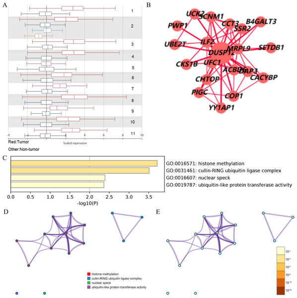 Analysis of gene expression in the HCCDB