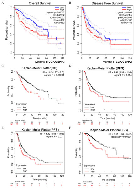 Survival analyses of HCC patients with high expression of DUSP12 and low expression of DUSP12.