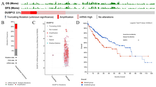 Analyses of mutant status of DUSP12 in HCC.