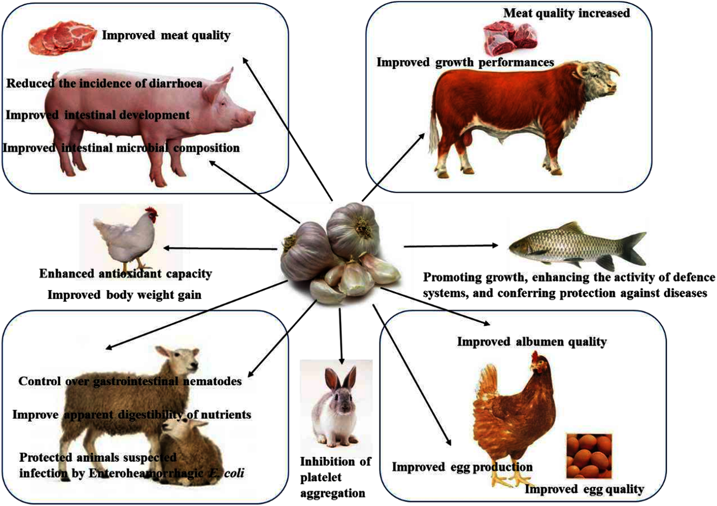 The nutritional applications of garlic (Allium sativum) as natural feed  additives in animals [PeerJ]