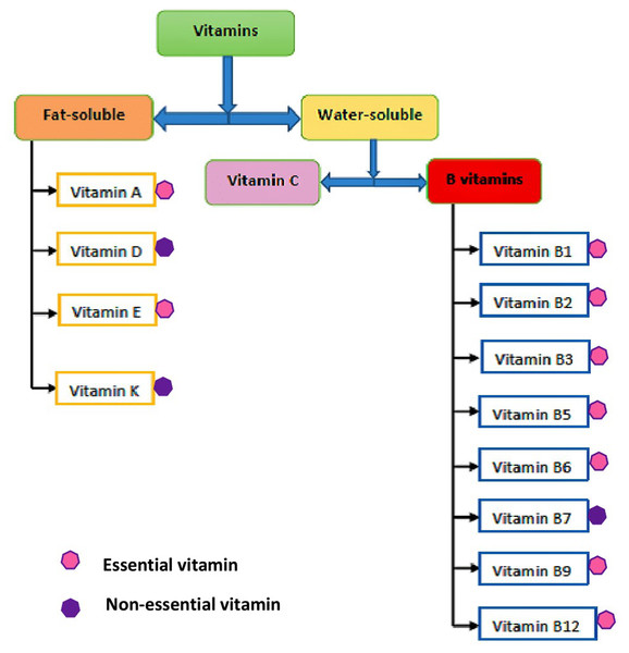 Classifications of vitamins.