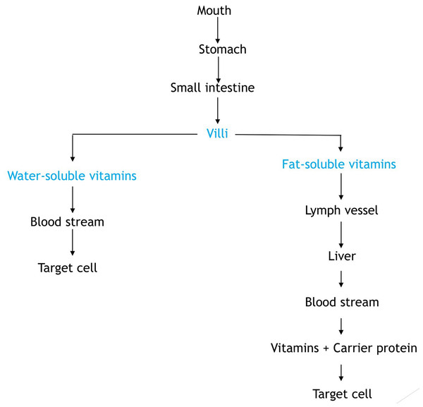 Flow diagram showing the absorption of vitamins.